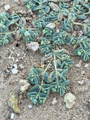 Euphorbia serrula