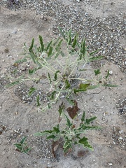 Sphaeralcea hastulata