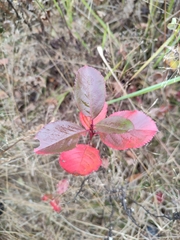 Aronia mitschurinii