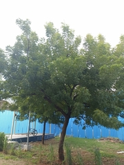 Azadirachta indica