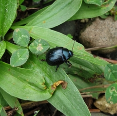 Chrysolina vernalis