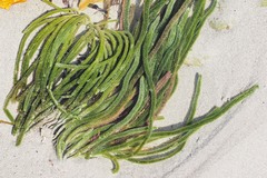 Caulerpa brownii