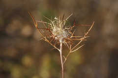 Navarretia intertexta