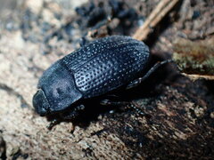 Asiopus minimus