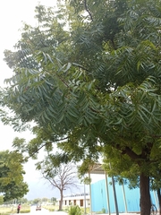 Azadirachta indica