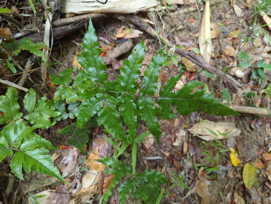 Tectaria brachiata