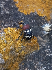 Curculionoidea