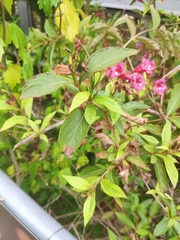 Weigela florida