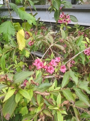 Weigela florida