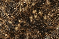 Navarretia intertexta