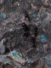 Trichomyrmex glaber