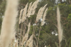 Agelaioides badius