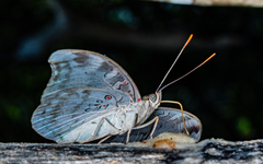 Dophla evelina