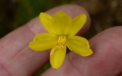 Cyanella lutea