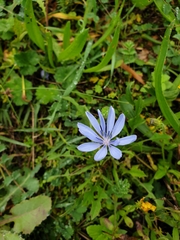 Cichorium intybus