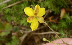 Cyanella lutea