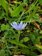 Cichorium intybus