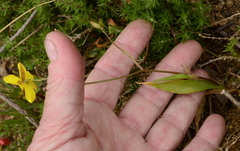 Cyanella lutea