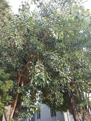Ficus religiosa