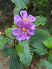 Melastoma