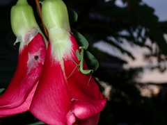 Sesbania grandiflora