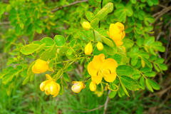 Senna pendula