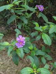 Melastoma