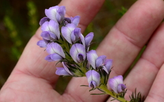 Aspalathus cephalotes