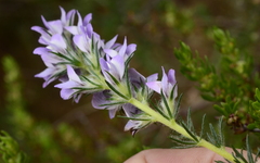 Aspalathus cephalotes