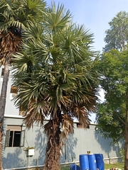 Coryphoideae