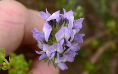 Aspalathus cephalotes