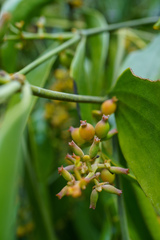 Notothixos cornifolius
