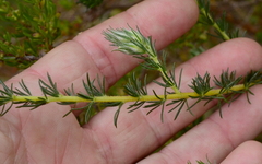 Aspalathus cephalotes