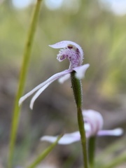 Caladenia clarkiae