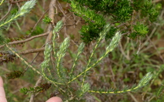 Aspalathus cephalotes