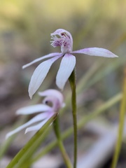 Caladenia clarkiae