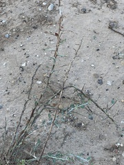 Cylindropuntia leptocaulis