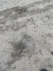 Cylindropuntia leptocaulis