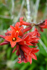 Brachychiton bidwillii
