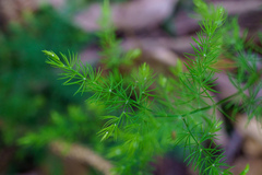 Asparagus setaceus