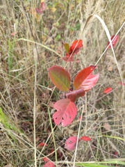 Aronia mitschurinii