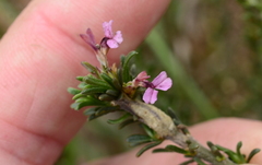 Muraltia macropetala