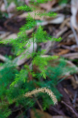 Asparagus setaceus