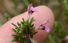 Muraltia macropetala