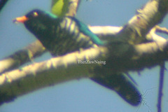 Chrysococcyx maculatus