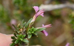 Muraltia macropetala