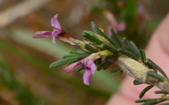 Muraltia macropetala