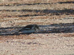 Plectrophenax nivalis