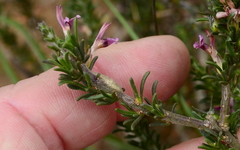 Muraltia macropetala