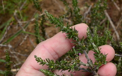 Muraltia macropetala